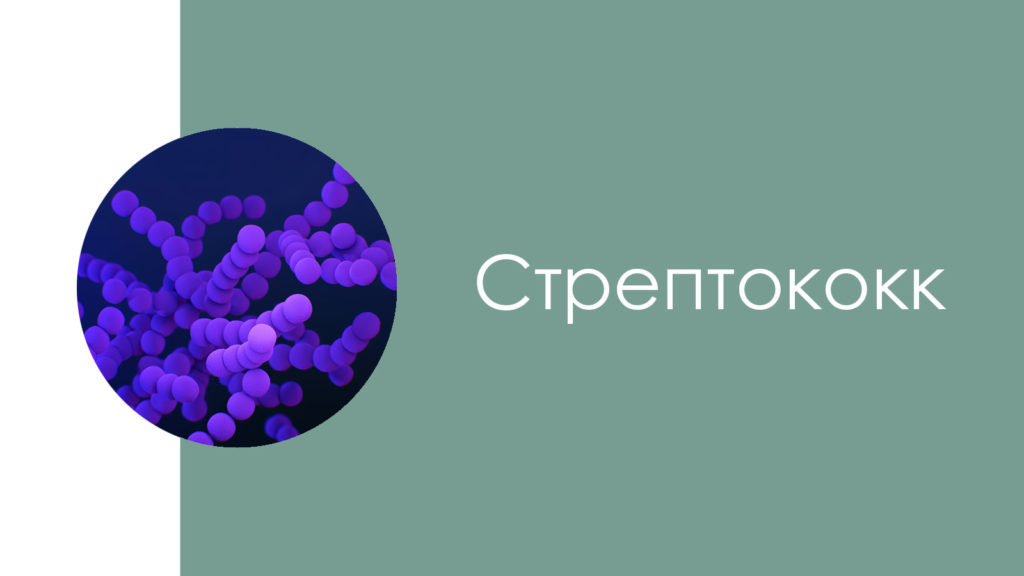 Стрептококк2