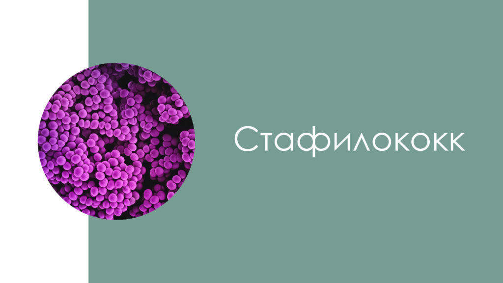 Стафилококк5