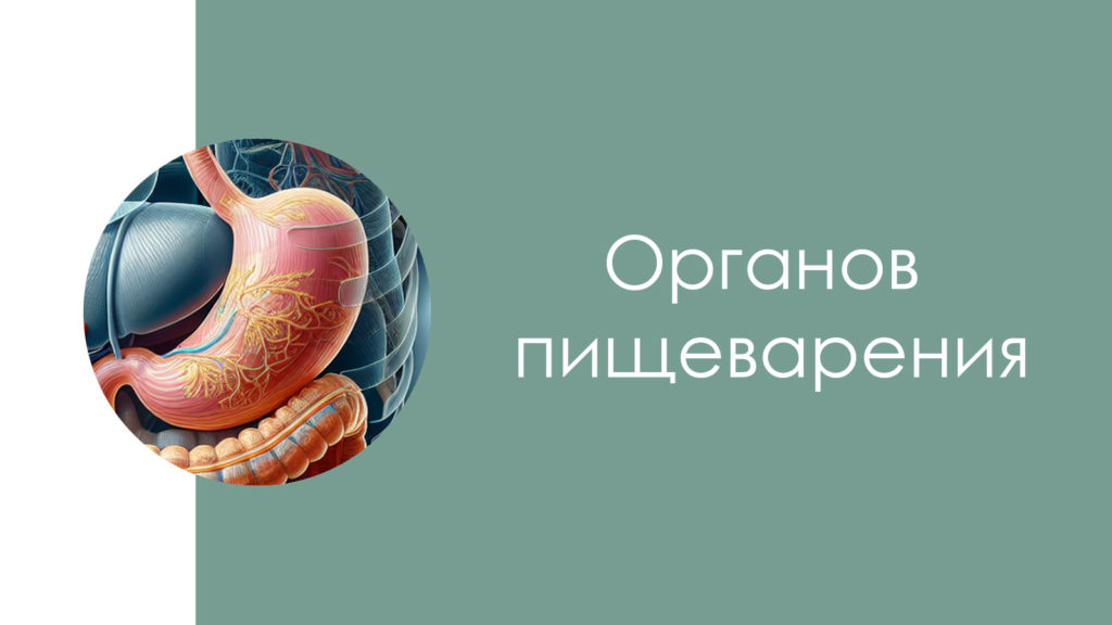 Заболевания органов пищеварения